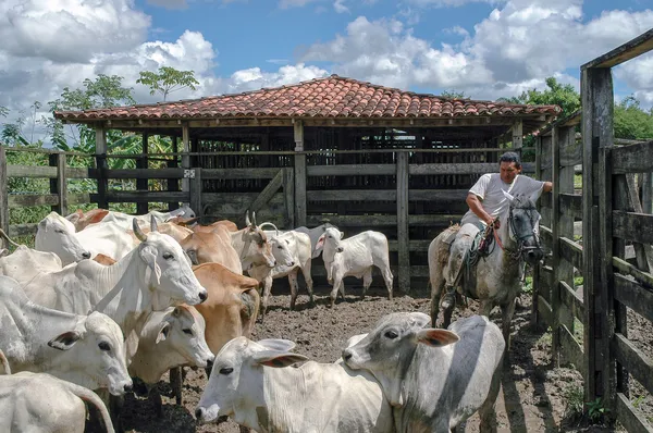 bir çiftliğin Brezilyalı kovboy