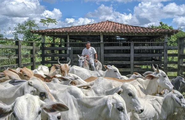 bir çiftliğin Brezilyalı kovboy