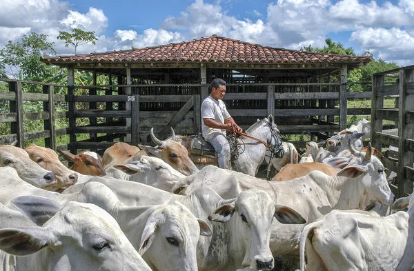 Cowboy brasileiro de uma fazenda — Fotografia de Stock