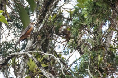 kuş trush pas karınlı