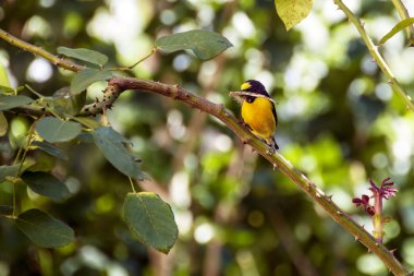 Bird Bananaquit