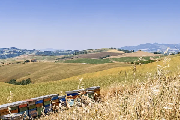Hives of bees in the tuscan countryside, Italy — Stock Photo, Image