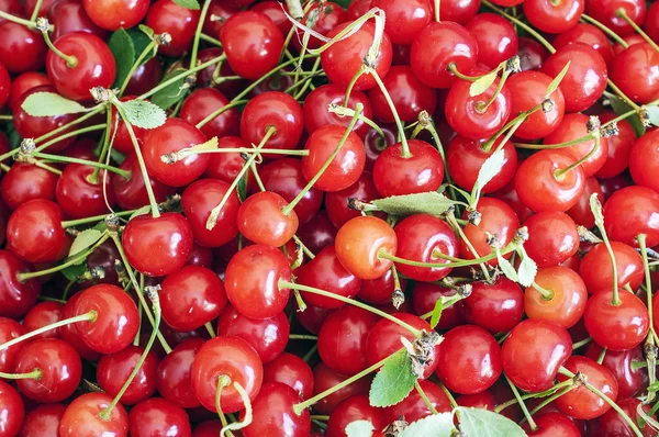 Black cherries — Stock Photo, Image