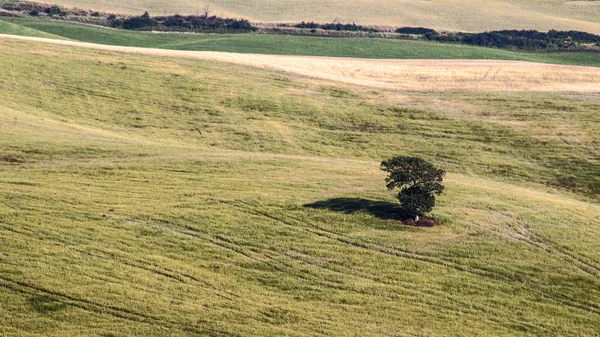 フィールドに孤立したツリー — ストック写真