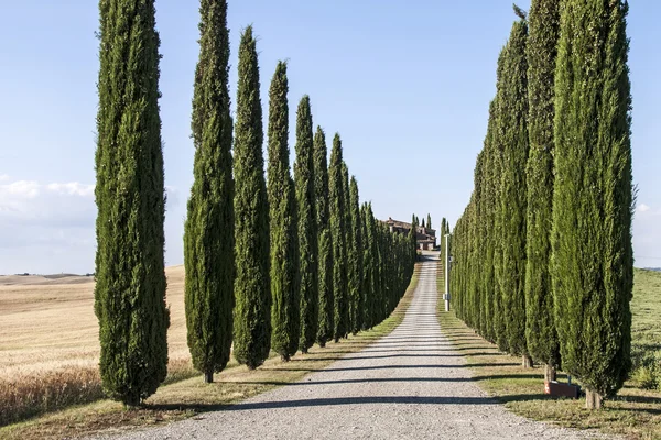 Farmhouse and cypress trees in Tuscany — Stock Photo, Image