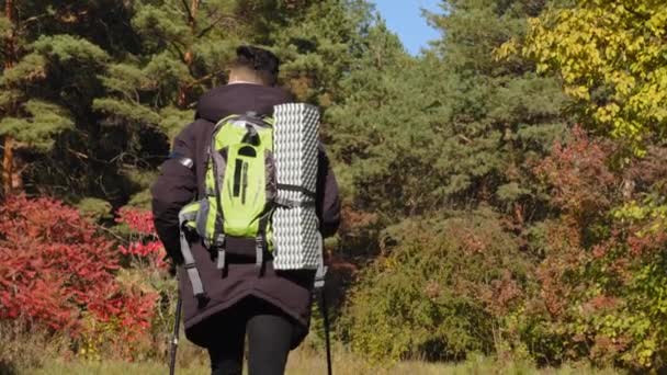 Aktivní zdravý Mladý muž cestuje s batohem a trekkingovými tyčemi ve dřevě. Atletický silný se spoustou výdrž pobytu muž cestovatel procházky v podzimním lese podél, zadní pohled, bio-turistika, turistika — Stock video