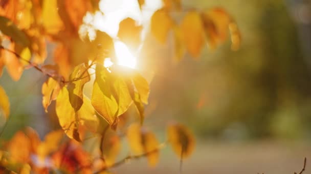 Close-up colorful nature calm autumn golden foliage on tree in autumnal fall park forest woods bright sunbeams sunlight breaks through leaves sunset or dawn nice sunny weather slow motion 4k — Stock Video