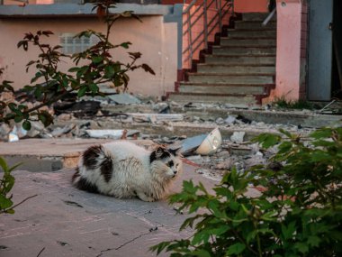 Kharkiv, Kharkov, Ukrayna - 05.07.2022: Rus ordusunun Rusya 'yı işgal ettikten sonra evsizliğe yol açan savaş hayvanları tarafından yapılan roket saldırılarının ardından yıkılan sivil ev enkazı yakınlarındaki evsiz kedi