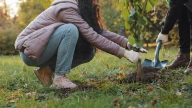 Güz parkında ağaç diken öğrenci grubu eylemcileri ormanları iyileştiren doğal bitkilerle ilgileniyorlar. Ekoloji dünyası bahçıvanları açık havada yeniden ağaçlandırmada çalışıyorlar.
