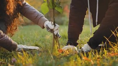 Unrecognizable group people activists plant trees in autumn park fertilize ground working improve environment care improvement natural plants protect world ecology eco-activists doing favorite hobby