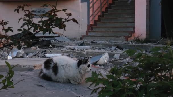 Charkiw Charkow Ukraine 2022 Obdachlose Schmuddelkatze Der Nähe Zerstörter Ziviler — Stockvideo