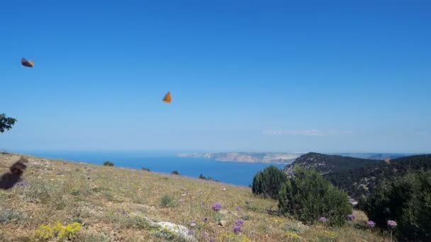 大量的蝴蝶在慢动作对美丽的海洋和山景的田野 — 图库视频影像
