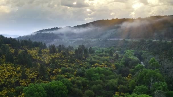 Beautiful Natural Top View Ecology Environment Mountains Portugal Green Pine — 비디오