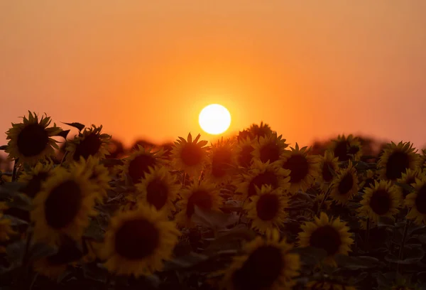 Sonnenblumenfeld Bei Sonnenuntergang Schöne Sonnenblumen Mit Gelben Sonnenstrahlen Hintergrund — Stockfoto