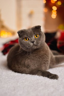 Yeni yıl ve Noel geçmişi. Beyaz üzerinde şirin gri İskoç kedisi Katlanır.