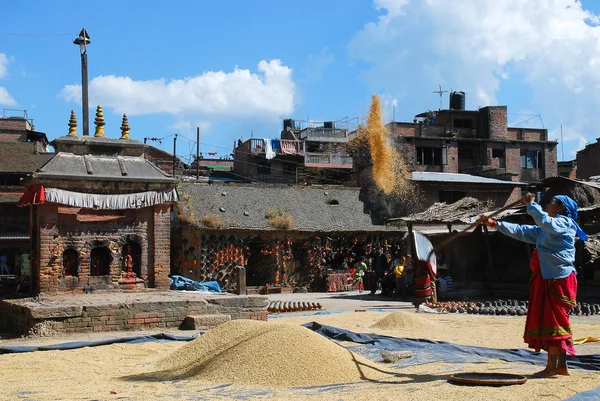 Tohum Rüzgar yönü — Stok fotoğraf