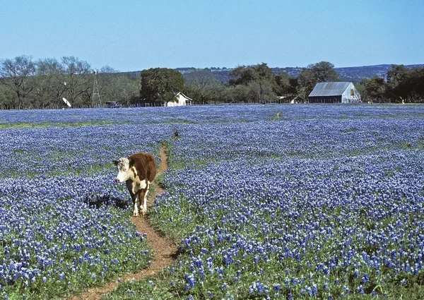 Cow in Bluebonnets Stock Picture