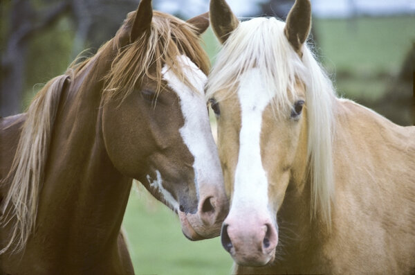 Die besten Liebhaber der Mähnenart — Stockfoto