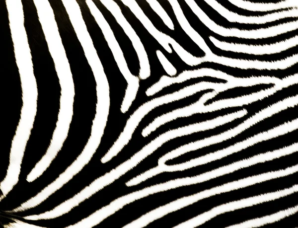 Zebra tasarım — Stok fotoğraf