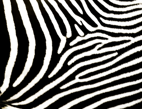 Zebra Design Stock Picture