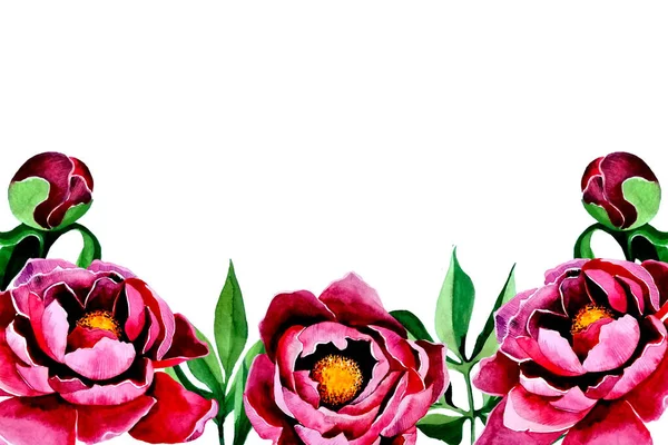 Pivoines roses. Aquarelle simple. Pour décor de mariage. — Photo