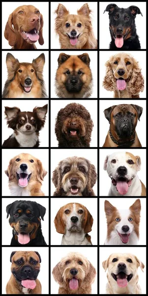 Grupo de hermosos animales frente a un fondo blanco — Foto de Stock