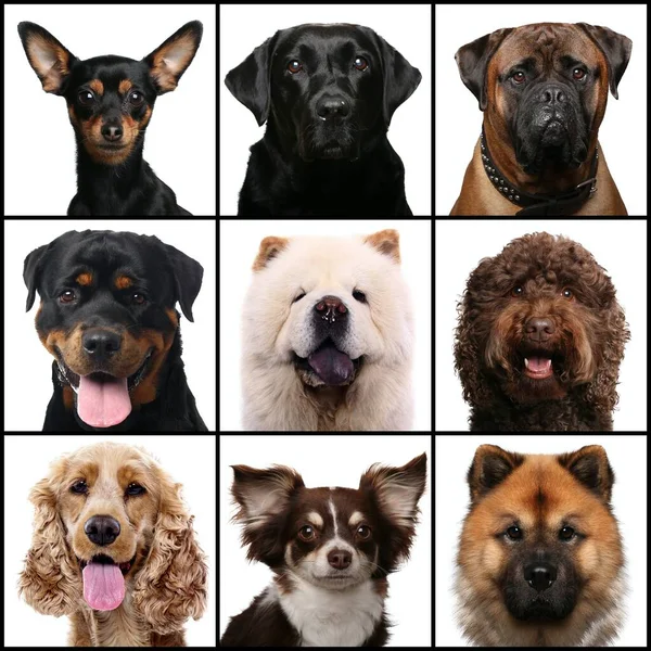 Grupo de belos animais na frente de um fundo branco — Fotografia de Stock