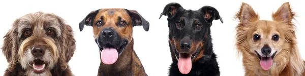 Grupo de hermosos animales frente a un fondo blanco —  Fotos de Stock