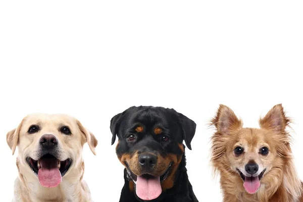 Grupo de belos cães na frente de um fundo branco — Fotografia de Stock