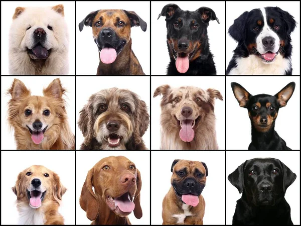 Grupo de belos animais na frente de um fundo branco — Fotografia de Stock