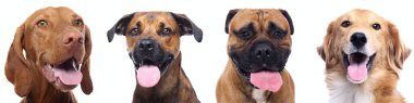 Beyaz arka planda bir grup güzel köpek
