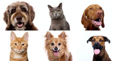 Beyaz arka planda bir grup güzel köpek