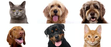 Beyaz arka planda bir grup güzel köpek