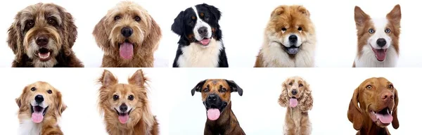 白い背景の前に美しい犬のグループ — ストック写真