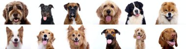 Beyaz arka planda bir grup güzel köpek