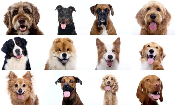 Grupo de hermosos perros delante de un fondo blanco —  Fotos de Stock