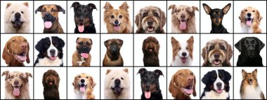 Beyaz arka planda bir grup güzel hayvan