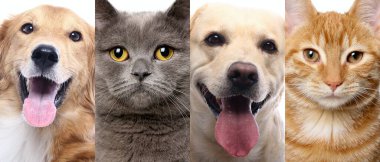 Beyaz arka planda bir grup güzel köpek
