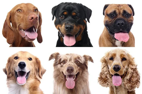 Grupo de belos cães na frente de um fundo branco — Fotografia de Stock