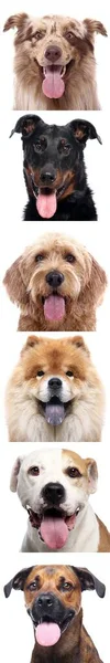 Skupina krásných psů před bílým pozadím — Stock fotografie