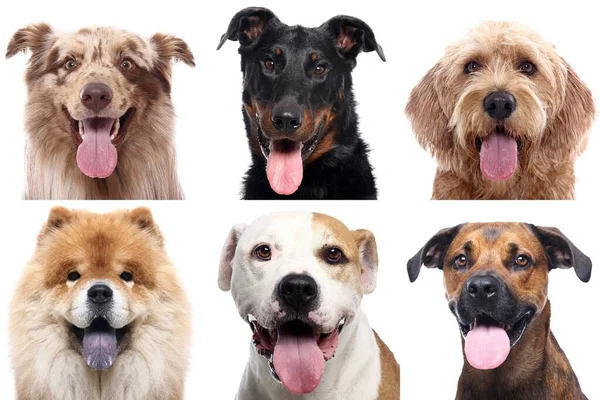 白い背景の前に美しい犬のグループ — ストック写真