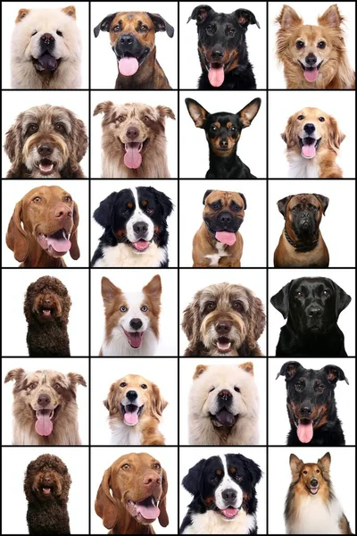 Grupo de hermosos animales frente a un fondo blanco — Foto de Stock