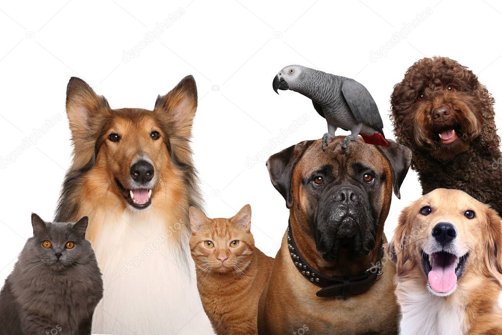 Group of beautiful animals in front of a white background