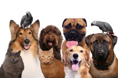 Beyaz arka planda bir grup güzel hayvan