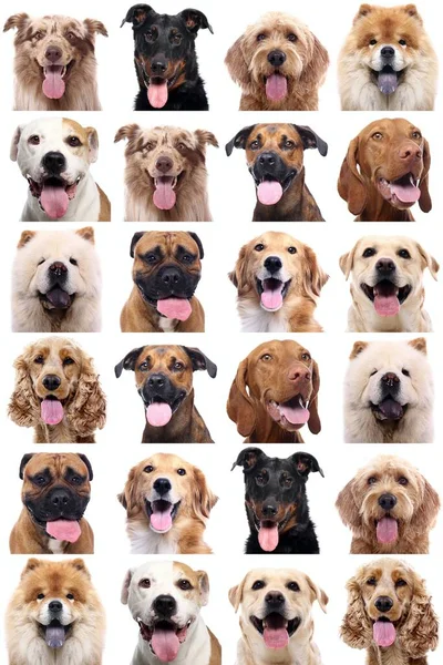Grupo de hermosos perros delante de un fondo blanco —  Fotos de Stock