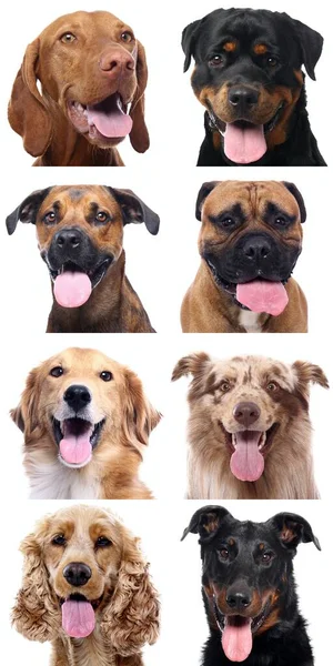 Grupo de belos cães na frente de um fundo branco — Fotografia de Stock