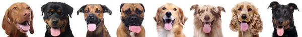 Group of beautiful dogs in front of a white background — Stock Photo, Image