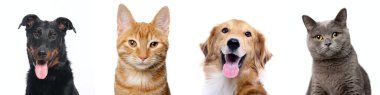 Beyaz arka planda bir grup güzel köpek
