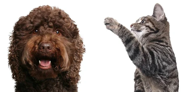 Grupo de belos animais na frente de um fundo branco — Fotografia de Stock