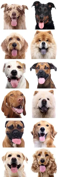 Skupina krásných psů před bílým pozadím — Stock fotografie